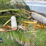 Tiger Bay tree Tropical Storm Maria hurricane weather Bermuda September 15 2011-1-15