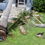 Tiger Bay tree Tropical Storm Maria hurricane weather Bermuda September 15 2011-1-2