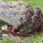 Tiger Bay tree Tropical Storm Maria hurricane weather Bermuda September 15 2011-1-3