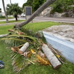 Tiger Bay tree Tropical Storm Maria hurricane weather Bermuda September 15 2011-1-6