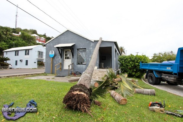 Tiger Bay tree Tropical Storm Maria hurricane weather Bermuda September 15 2011-1