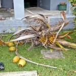 Tiger Bay tree Tropical Storm Maria hurricane weather Bermuda September 15 2011-1-7