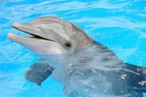 nea dolphin
