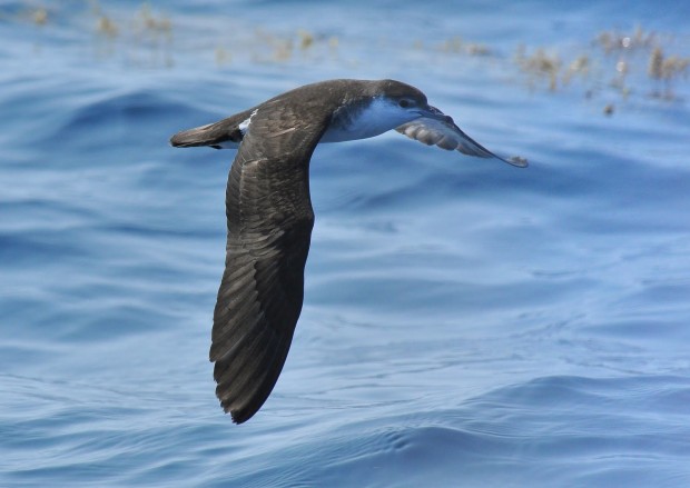 Audubon's Shearwater bestwiki