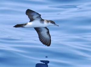 Audubon's Shearwater_Wiki