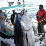 920lb tuna feb 1 2012 (11)