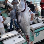 920lb tuna feb 1 2012 (12)