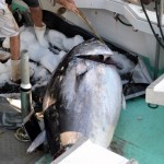 920lb tuna feb 1 2012 (16)