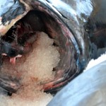 920lb tuna feb 1 2012 (18)