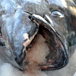 920lb tuna feb 1 2012 (19)