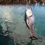 920lb tuna feb 1 2012 (7)