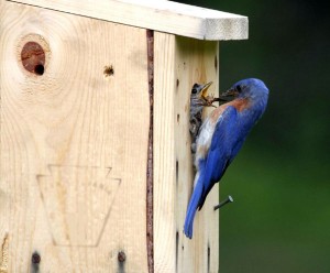 Bluebird Box