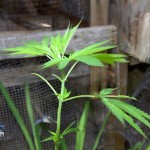 Cannabis plants weed marijuana Battery Road St David's Bermuda June 30 2012 (3)
