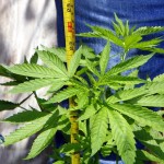Cannabis plants weed marijuana Battery Road St David's Bermuda June 30 2012 (5)