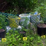 Cannabis plants weed marijuana Battery Road St David's Bermuda June 30 2012 (6)