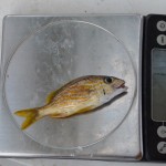 jr fishing aug 2012 (16)