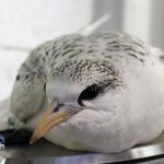 Bermuda Longtail Rehabilitation Release BAMZ, September 21 2012 (1)