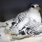 Bermuda Longtail Rehabilitation Release BAMZ, September 21 2012 (4)