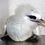 Bermuda Longtail Rehabilitation Release BAMZ, September 21 2012 (5)