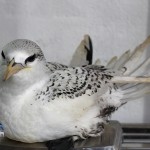 Bermuda Longtail Rehabilitation Release BAMZ, September 21 2012 (9)
