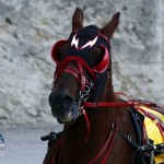 Harness Pony Racing Bermuda, September 21 2012 (5)