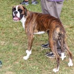 Bermuda Kennel Club Dog Show, October 20 2012-1-2