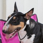 Bermuda Kennel Club Dog Show, October 20 2012-1-42
