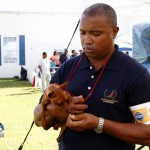 Bermuda Kennel Club Dog Show, October 20 2012 (23)
