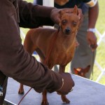 Bermuda Kennel Club Dog Show, October 20 2012 (28)