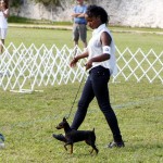 Bermuda Kennel Club Dog Show, October 20 2012 (34)