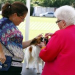 Bermuda Kennel Club Dog Show, October 20 2012 (39)