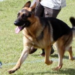 Bermuda Kennel Club Dog Show, October 20 2012 (55)