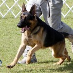 Bermuda Kennel Club Dog Show, October 20 2012 (57)