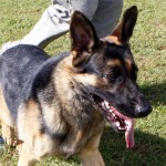 Bermuda Kennel Club Dog Show, October 20 2012 (58)