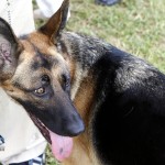 Bermuda Kennel Club Dog Show, October 20 2012 (60)