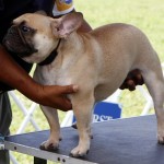 Bermuda Kennel Club Dog Show, October 20 2012 (7)