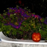 Melville Estates Halloween Bermuda, Oct 31 2012 (23)