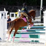 Inwood Hunter Jumper Show Horses Bermuda Equestrian, November 25 2012 (18)