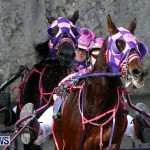 DHPC Harness Pony Racing, Bermuda January 13 2013 (21)