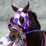DHPC Harness Pony Racing, Bermuda January 13 2013 (8)