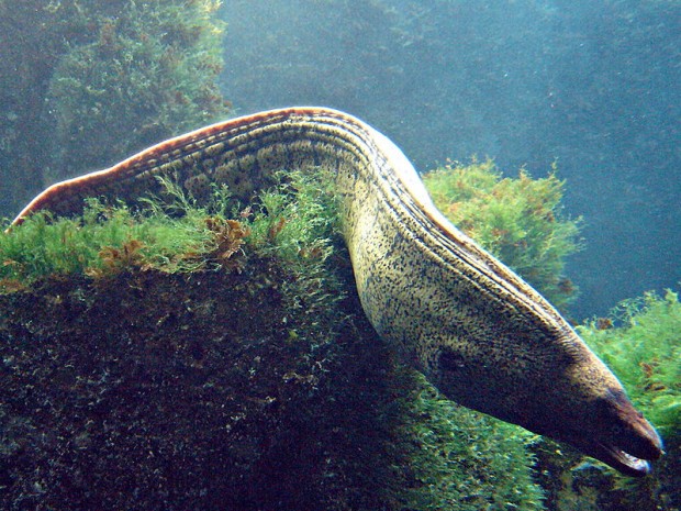 Moray