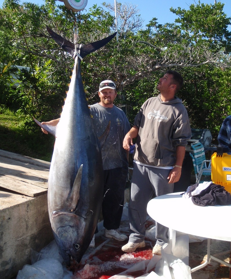 329lb Bluefin Tuna Caught On Challenger Banks - Bernews