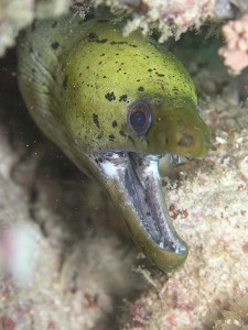 moray jaws