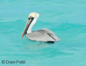 pelican pic
