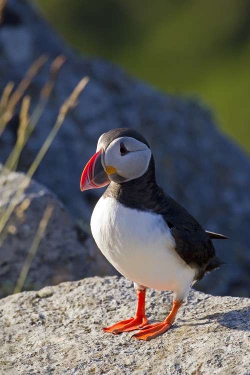 Atlantic_Puffin