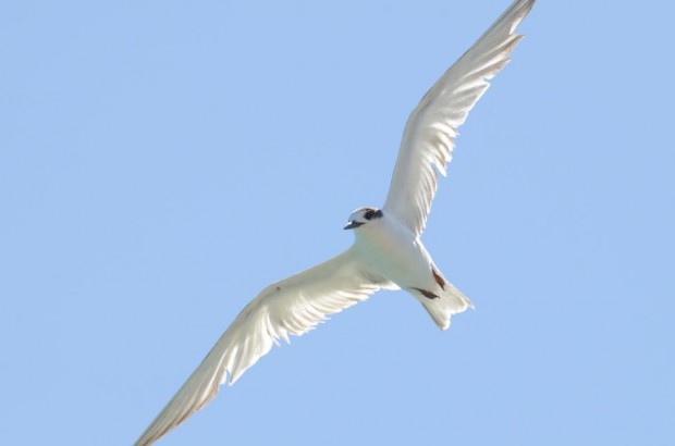 tern