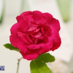75th Agricultural Exhibition Bermuda Roses, April 18 2013-61