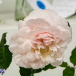 75th Agricultural Exhibition Bermuda Roses, April 18 2013-62