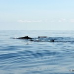 bermuda whale watching 2013 (1)