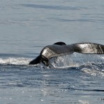 bermuda whale watching 2013 (12)